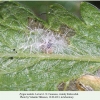 pyrgus melotis larva1b